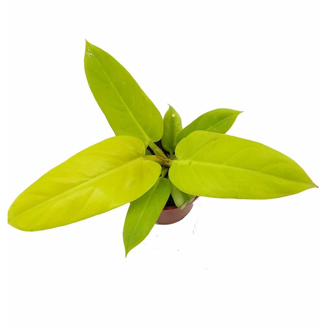 Philodendron Melinonii Gold
